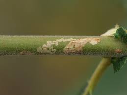 Attēlu rezultāti vaicājumam “Rabdophaga salicis”