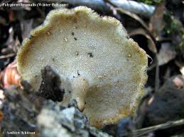 Attēlu rezultāti vaicājumam “Polyporus brumalis”