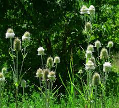 Image result for Dipsacus laciniatus