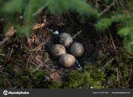 Attēlu rezultāti vaicājumam “Scolopax rusticola nest”