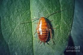 Attēlu rezultāti vaicājumam “Closterotomus biclavatus nymph”