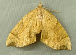 Attēlu rezultāti vaicājumam “Eulithis pyropata”