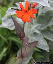 Attēlu rezultāti vaicājumam “Silene x arkwrightii Vesuvius flower”