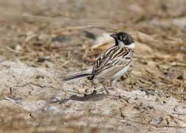 Image result for Emberiza pallasi