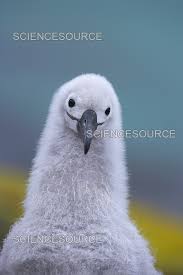 Image result for Thalassarche melanophris