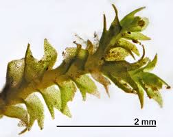 Attēlu rezultāti vaicājumam “Lophozia longidens”