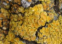 Attēlu rezultāti vaicājumam “Candelariella sp.”