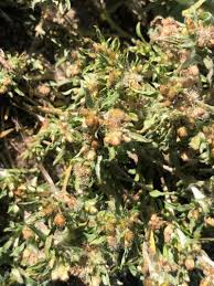 Attēlu rezultāti vaicājumam “Gnaphalium uliginosum leaf”