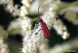 Attēlu rezultāti vaicājumam “Lygistopterus sanguineus”