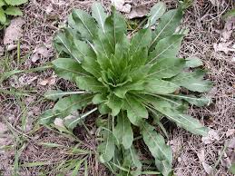 Attēlu rezultāti vaicājumam “Oenothera biennis leaf”