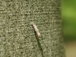 Attēlu rezultāti vaicājumam “Taleporia tubulosa”