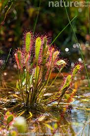 Attēlu rezultāti vaicājumam “Drosera anglica”