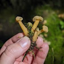 Attēlu rezultāti vaicājumam “Leotia lubrica”