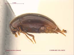 Attēlu rezultāti vaicājumam “Melandryidae”