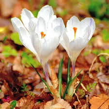 Attēlu rezultāti vaicājumam “Crocus vernus subsp. vernus flower”