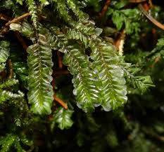 Attēlu rezultāti vaicājumam “Plagiochila”