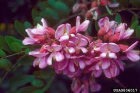 Attēlu rezultāti vaicājumam “Robinia neomexicana”