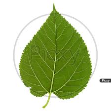 Attēlu rezultāti vaicājumam “Morus alba leaf”