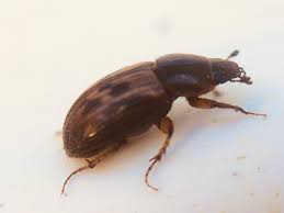 Attēlu rezultāti vaicājumam “Aphodius sp.”