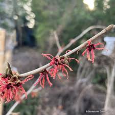 Attēlu rezultāti vaicājumam “Hamamelis mollis”