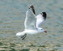 Image result for Larus audouinii