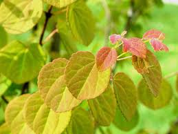 Attēlu rezultāti vaicājumam “Cercidiphyllum japonicum leaf”