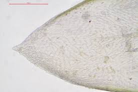 Attēlu rezultāti vaicājumam “Isothecium alopecuroides”