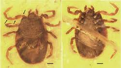 Attēlu rezultāti vaicājumam “Ixodes”