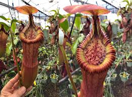 Attēlu rezultāti vaicājumam “Edwardsiana geometrica”