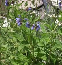 Attēlu rezultāti vaicājumam “Symphytum asperum flower”