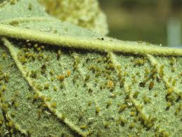 Attēlu rezultāti vaicājumam “Enteridium liceoides young”