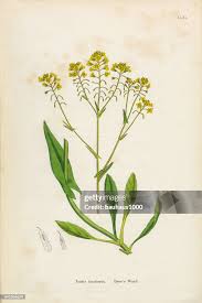 Attēlu rezultāti vaicājumam “Isatis tinctoria”