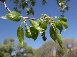 Attēlu rezultāti vaicājumam “Populus x canadensis fruit”