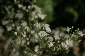 Attēlu rezultāti vaicājumam “Gypsophila paniculata leaf”