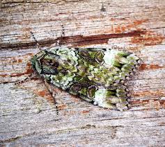 Attēlu rezultāti vaicājumam “Anaplectoides prasina”