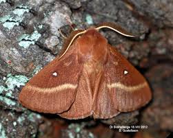 Attēlu rezultāti vaicājumam “Lasiocampa trifolii male”