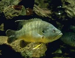 Image result for Lepomis cyanellus