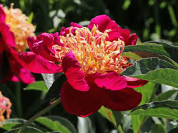 Image result for Pfingstrose