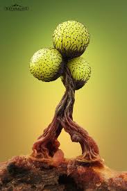 Attēlu rezultāti vaicājumam “Cribraria cancellata stalked”