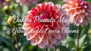 Image result for Dahlia x pinnata `Decorative Giants`