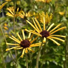 Attēlu rezultāti vaicājumam “Colloderma robustum young”