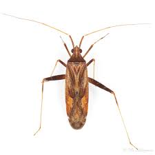 Attēlu rezultāti vaicājumam “Phytocoris varipes”