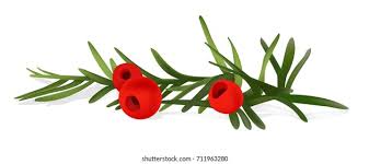 Attēlu rezultāti vaicājumam “Taxus baccata fruit”