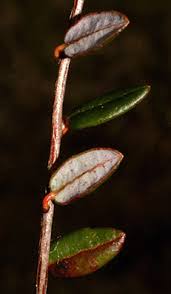 Attēlu rezultāti vaicājumam “Oxycoccus leaf”