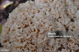 Attēlu rezultāti vaicājumam “Sparassis crispa”