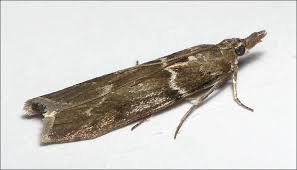 Attēlu rezultāti vaicājumam “Zophodia grossulariella”