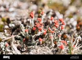 Attēlu rezultāti vaicājumam “Cladonia floerkeana”