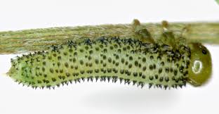 Attēlu rezultāti vaicājumam “Argidae larva”