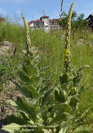 Image result for Verbascum densiflorum