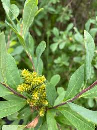 Attēlu rezultāti vaicājumam “Myrica gale male flower”